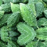 Momordica Charantia