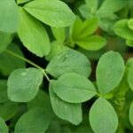 alfalfa-leaf